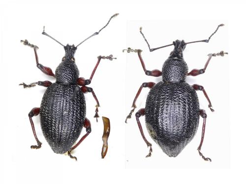 Réf. 213 229 : Otiorhynchus pyrenaeus
